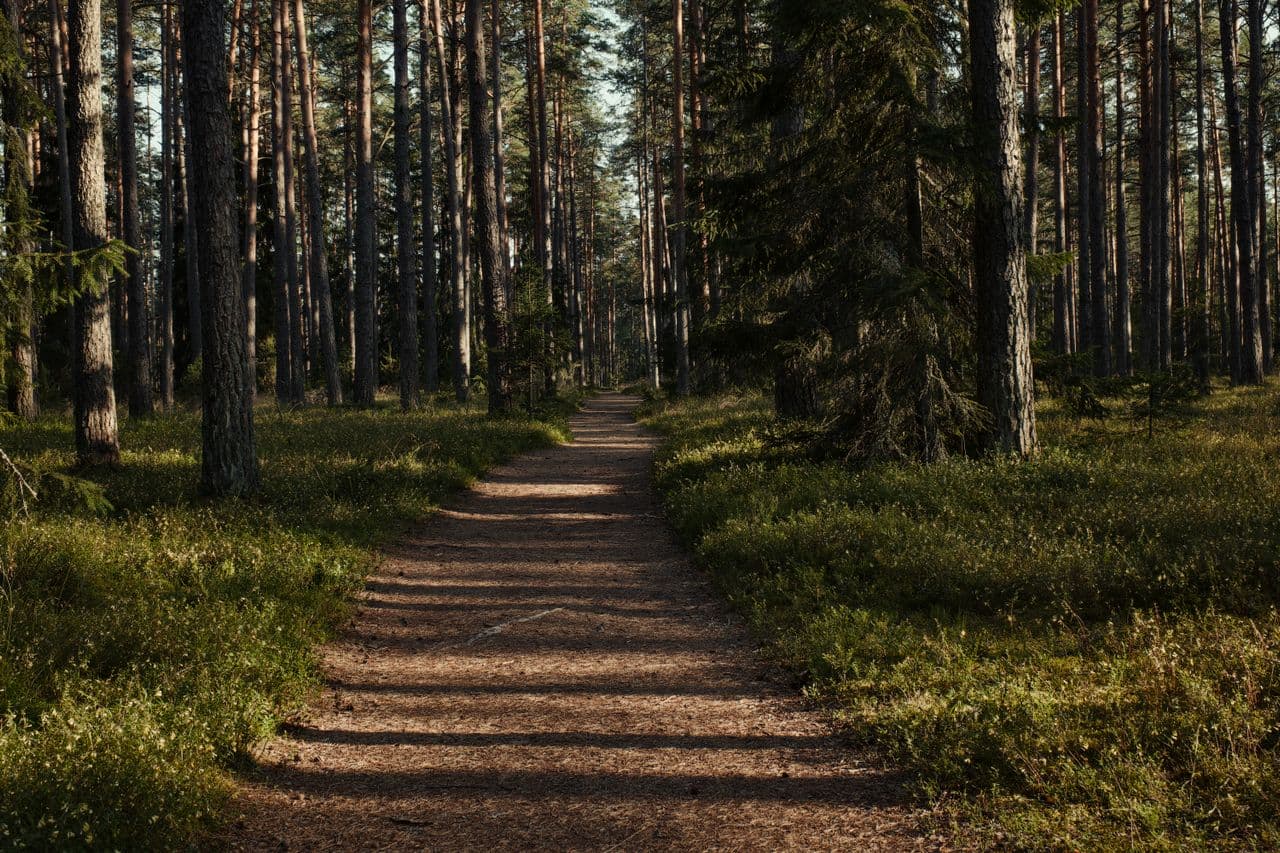 Pine Forest Trails