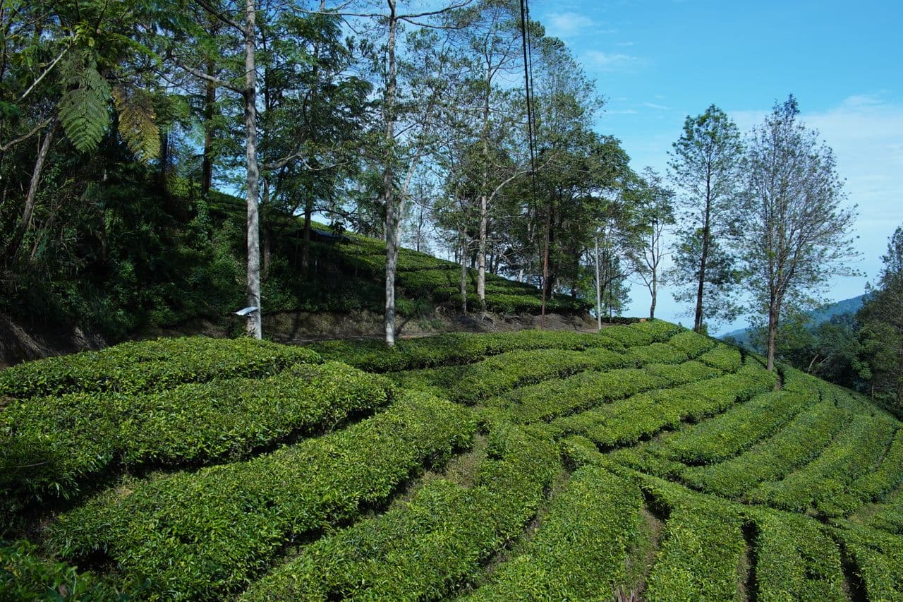 Bhowali Tea Estate